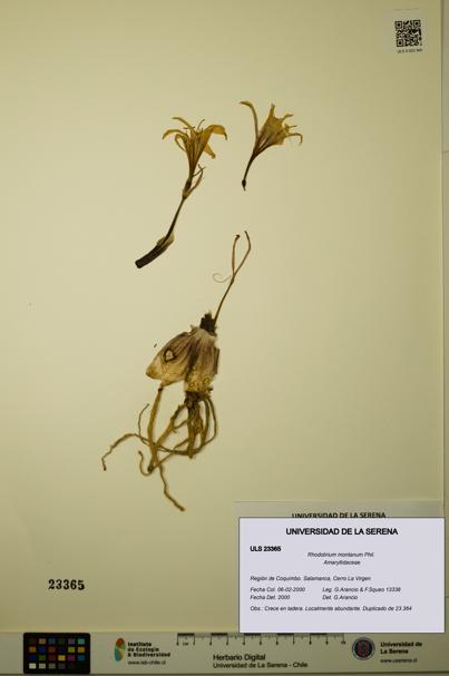 Rhodolirium montanum [Espécimen: ULS:ULS:0023365]