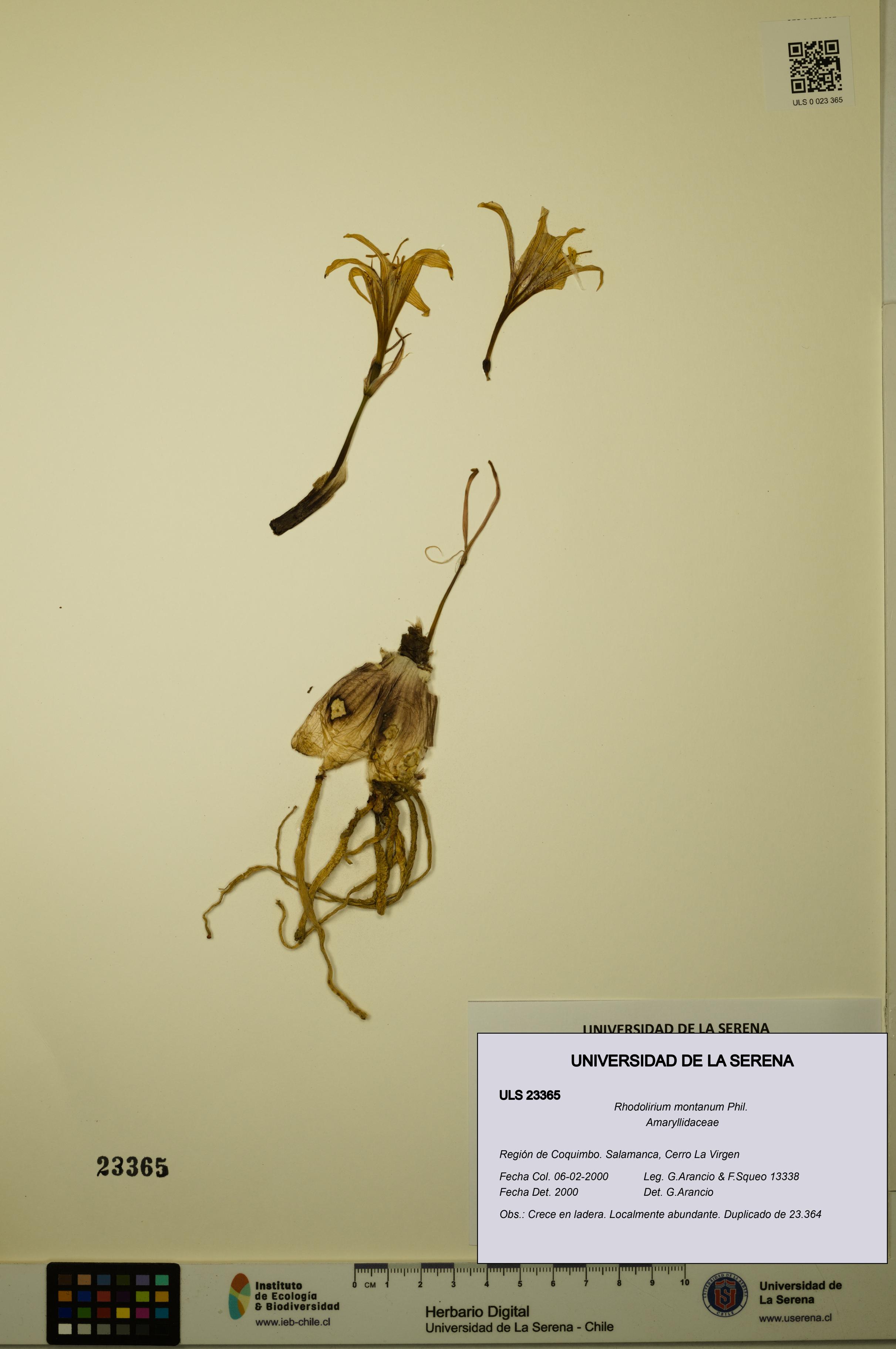 Rhodolirium montanum [Espécimen: ULS:ULS:0023365]