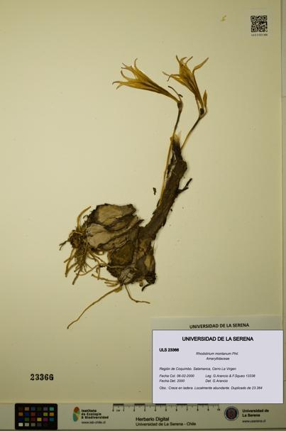 Rhodolirium montanum [Espécimen: ULS:ULS:0023366]