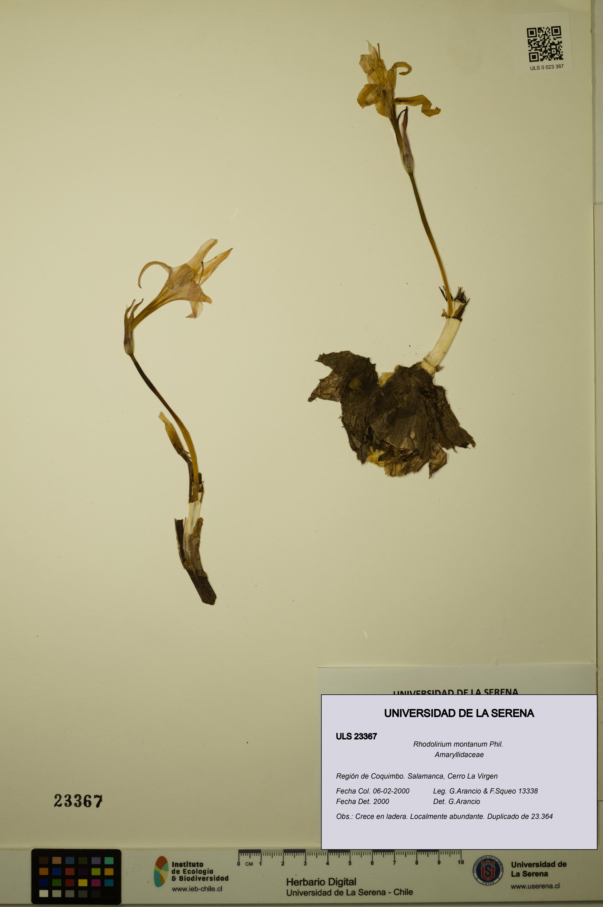 Rhodolirium montanum [Espécimen: ULS:ULS:0023367]