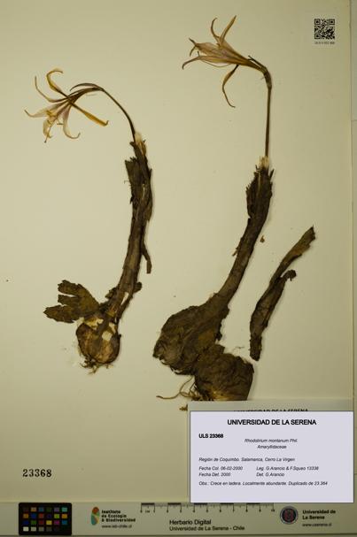 Rhodolirium montanum [Espécimen: ULS:ULS:0023368]