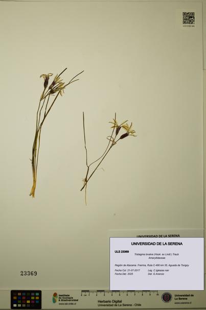 Tristagma bivalve [Espécimen: ULS:ULS:0023369]