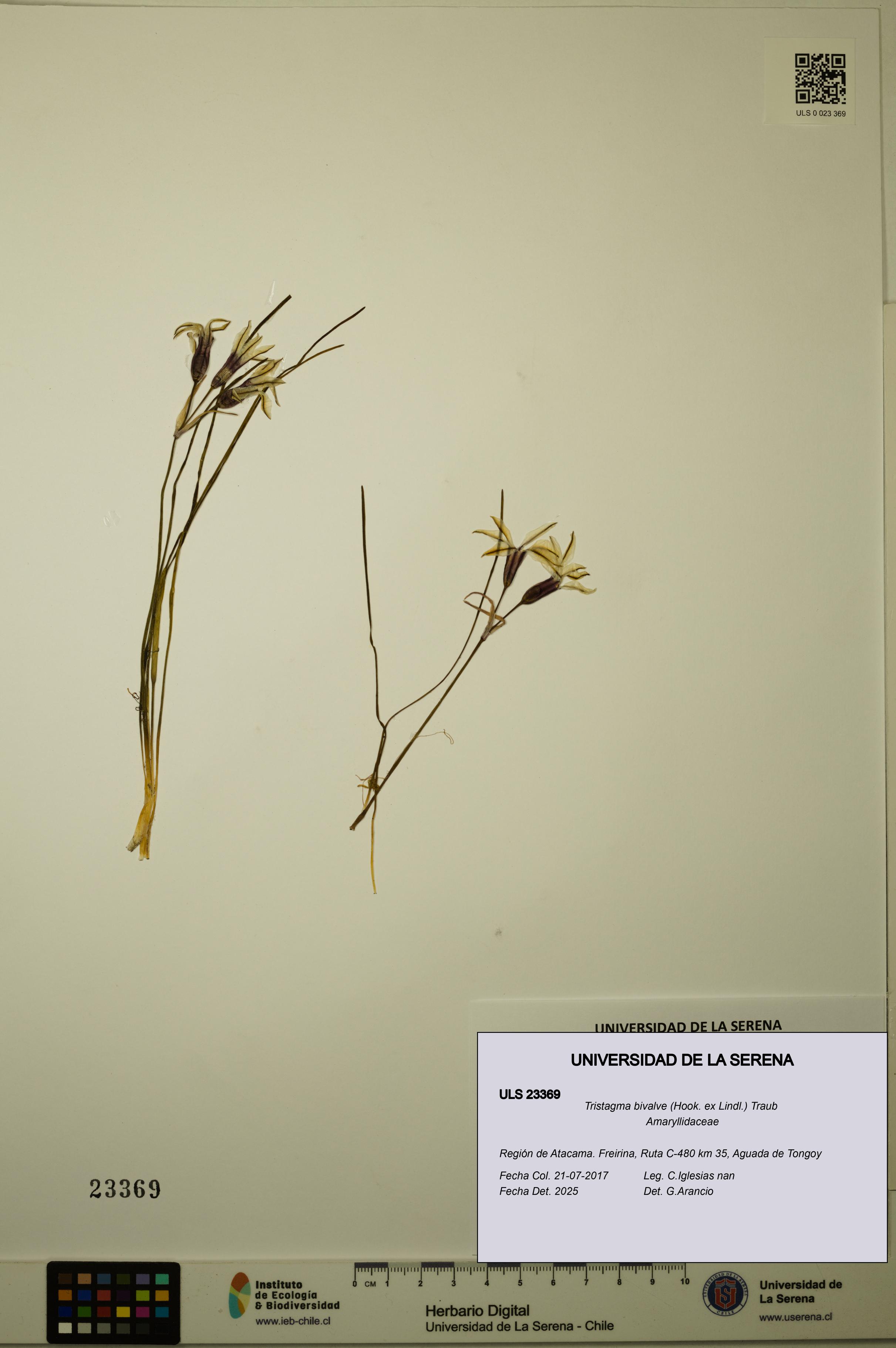 Tristagma bivalve [Espécimen: ULS:ULS:0023369]