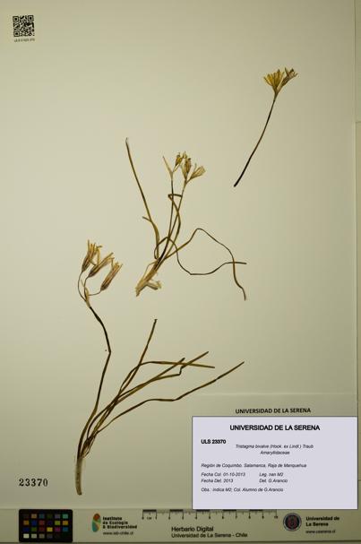 Tristagma bivalve [Espécimen: ULS:ULS:0023370]