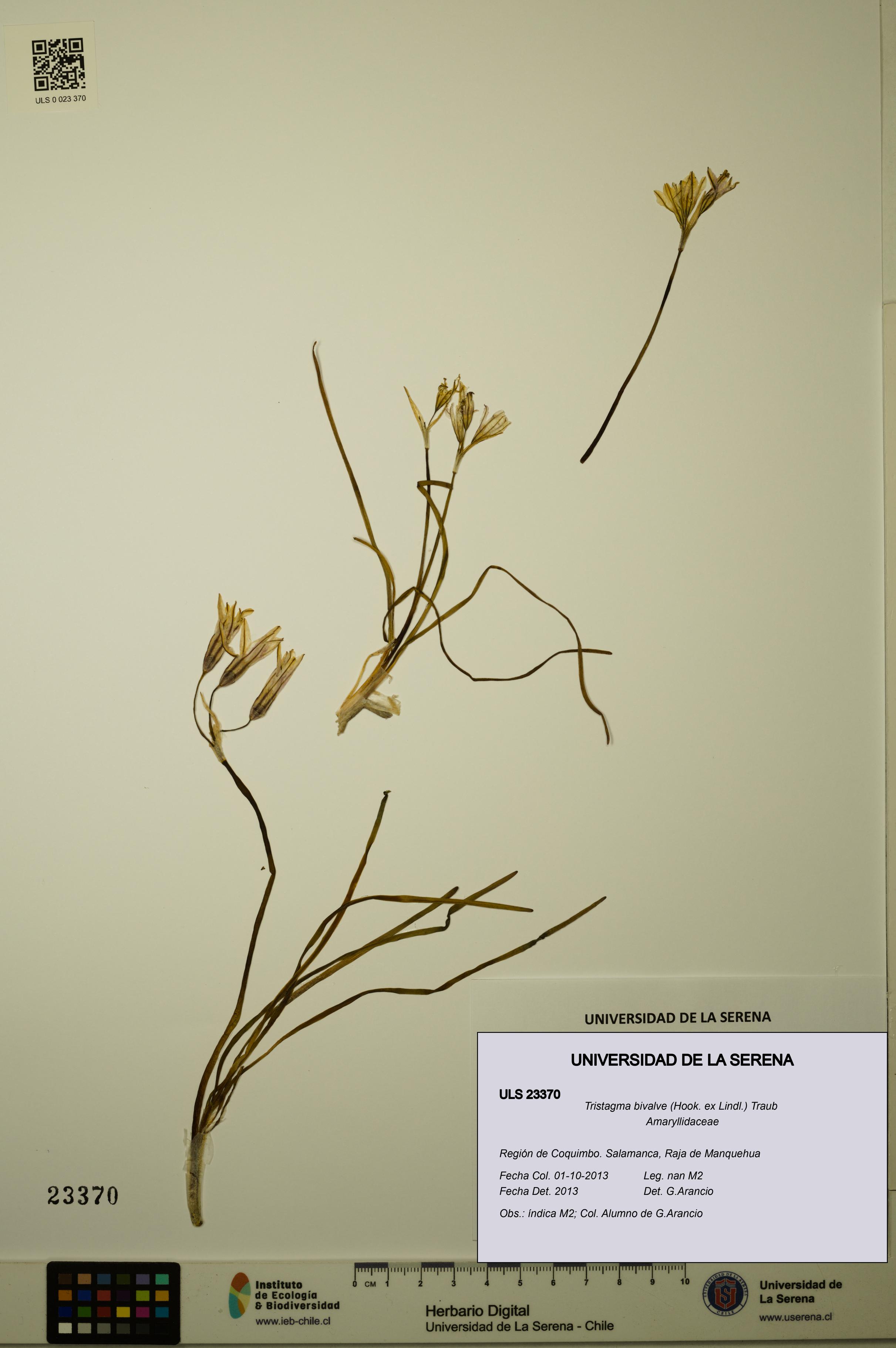 Tristagma bivalve [Espécimen: ULS:ULS:0023370]