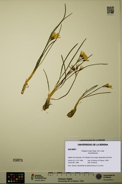 Tristagma nivale fma. nivale [Espécimen: ULS:ULS:0023371]