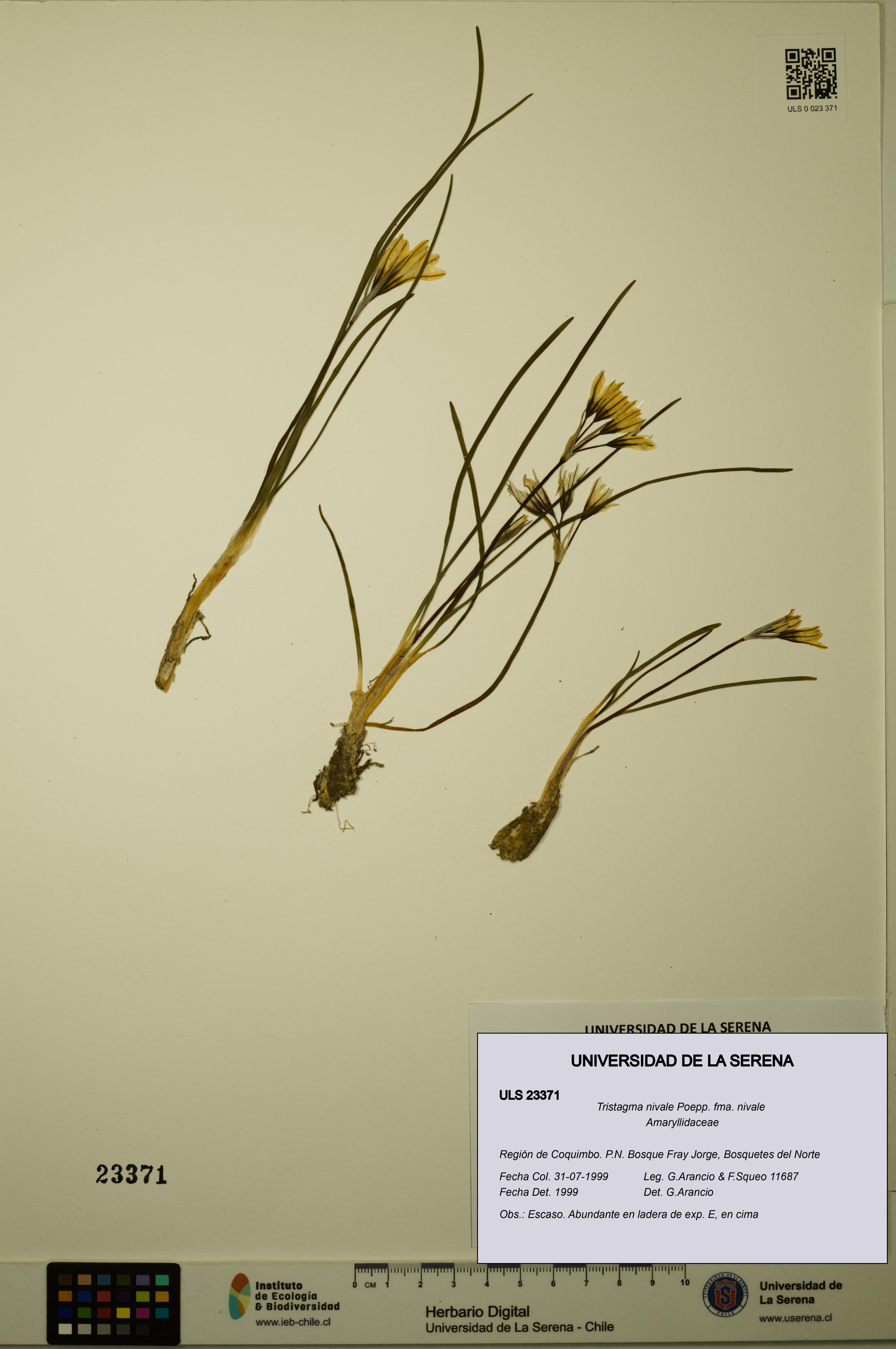 Tristagma nivale fma. nivale [Espécimen: ULS:ULS:0023371]