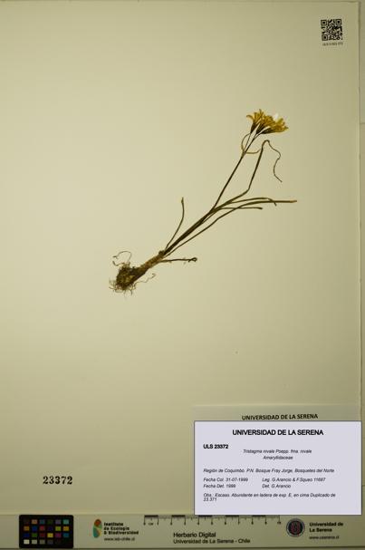 Tristagma nivale fma. nivale [Espécimen: ULS:ULS:0023372]