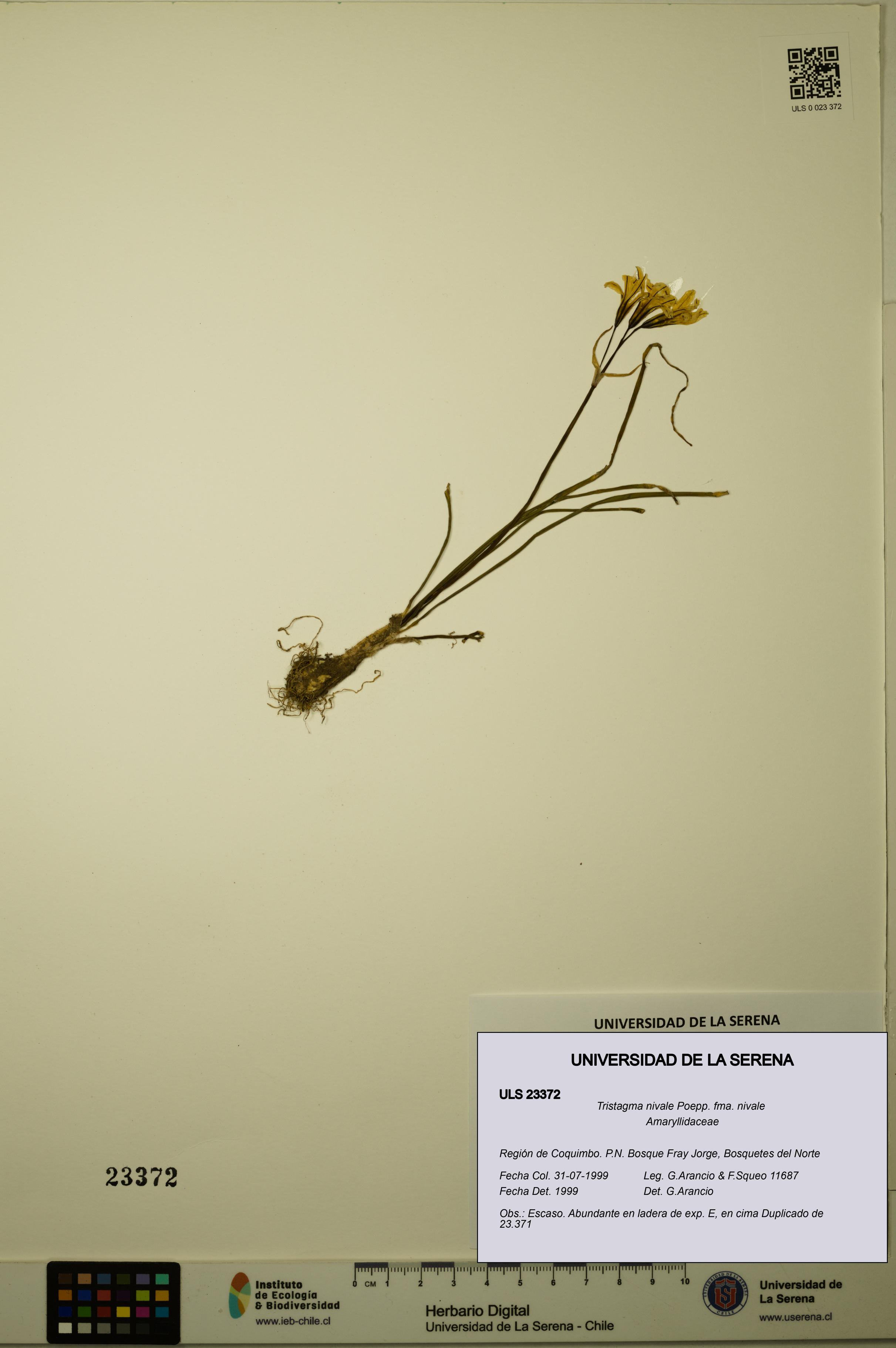 Tristagma nivale fma. nivale [Espécimen: ULS:ULS:0023372]