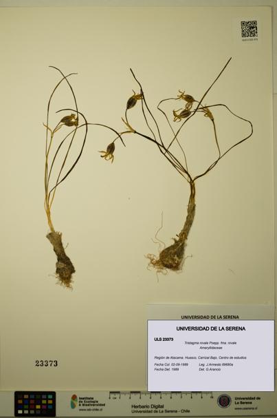 Tristagma nivale [Espécimen: ULS:ULS:0023373]