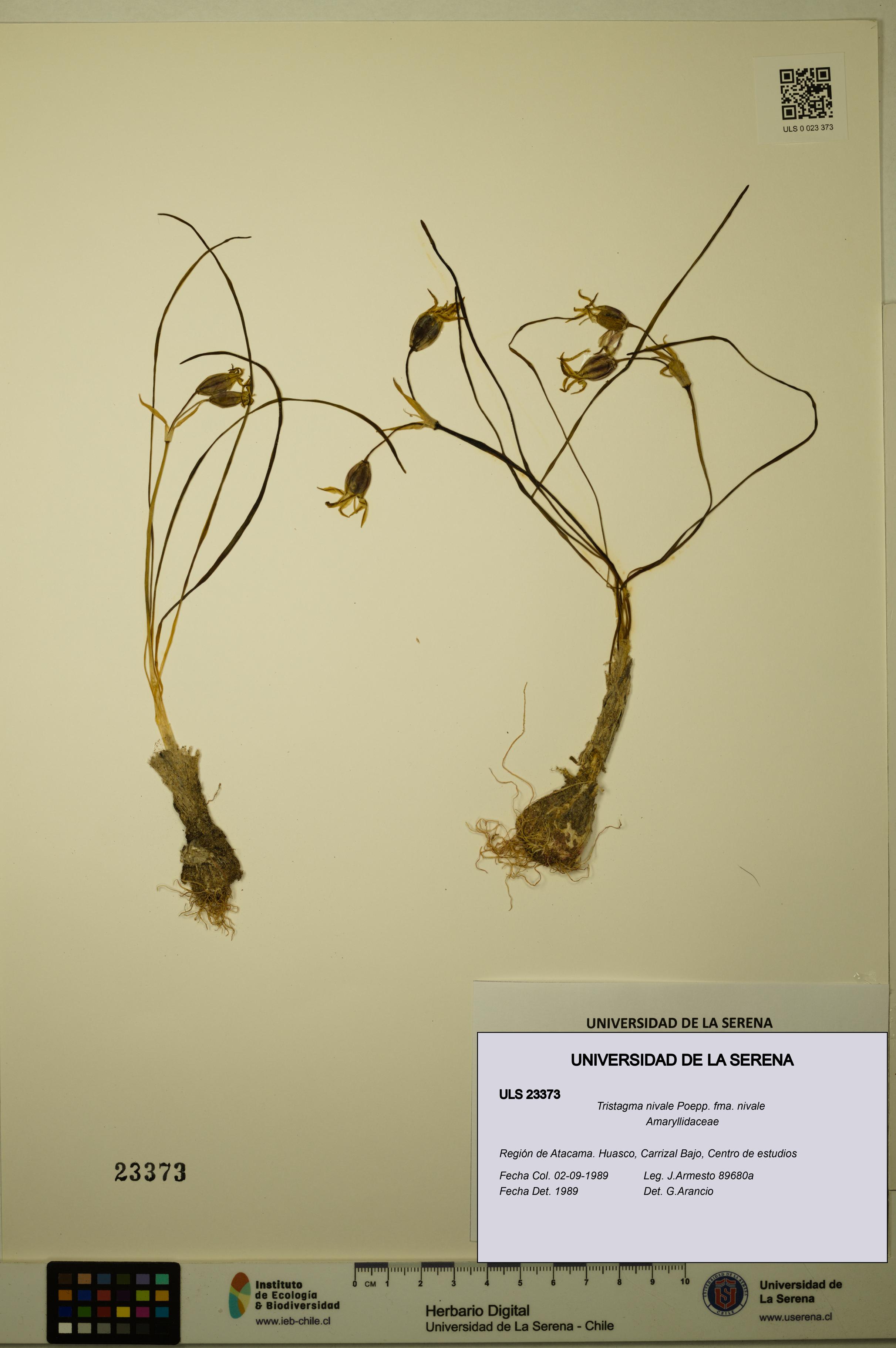 Tristagma nivale [Espécimen: ULS:ULS:0023373]