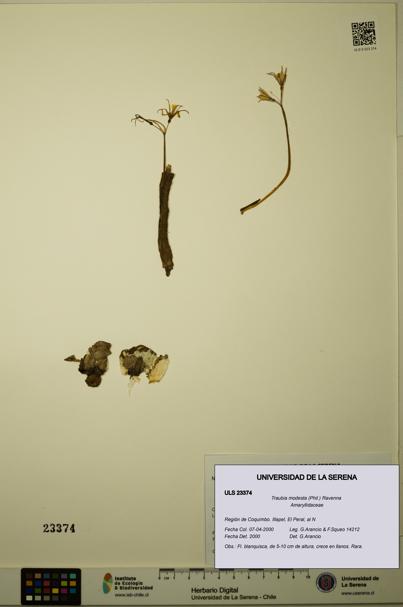 Traubia modesta [Espécimen: ULS:ULS:0023374]