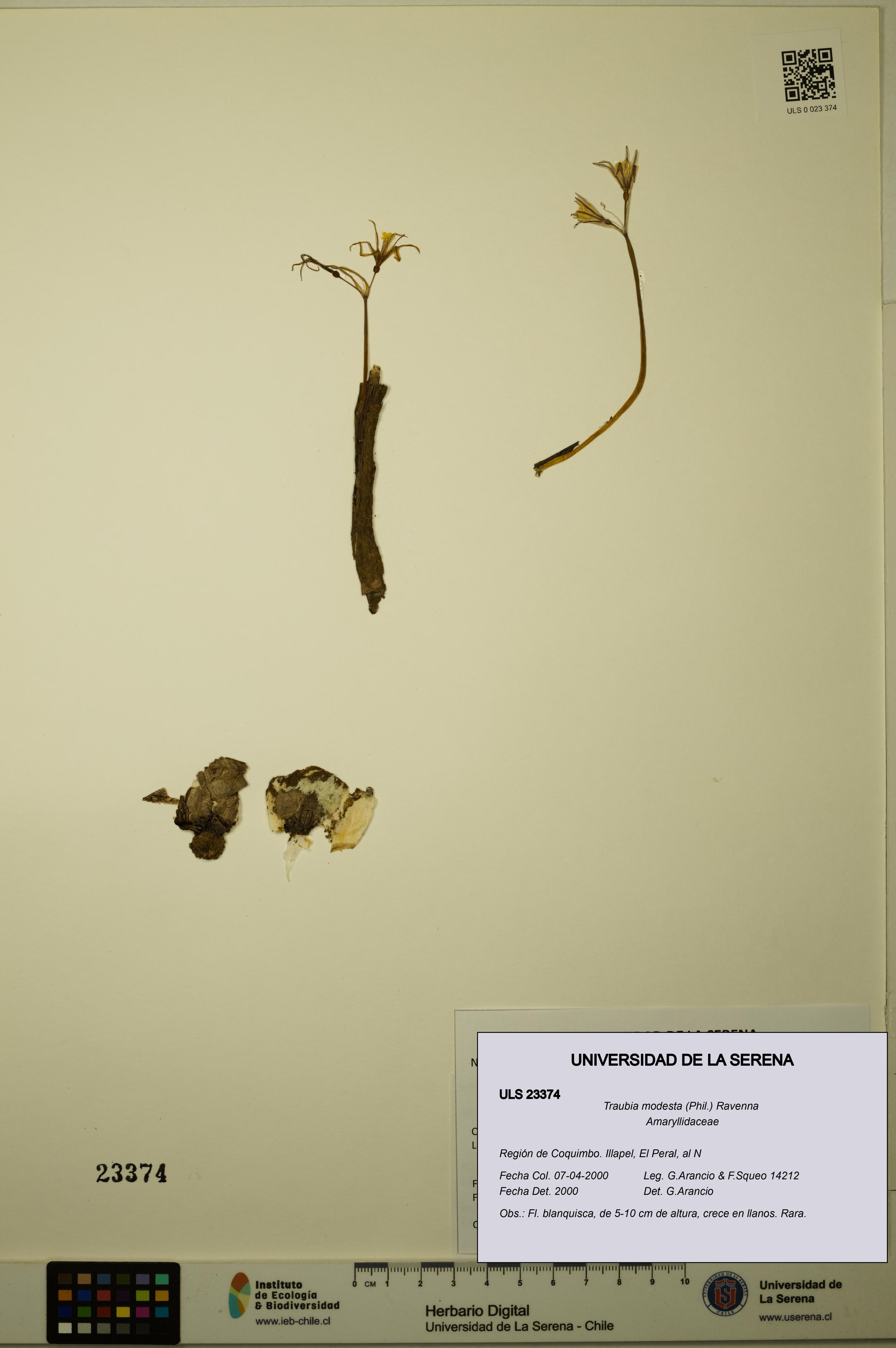 Traubia modesta [Espécimen: ULS:ULS:0023374]