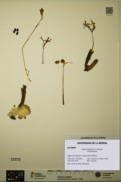 Traubia modesta [Espécimen: ULS:ULS:0023375]