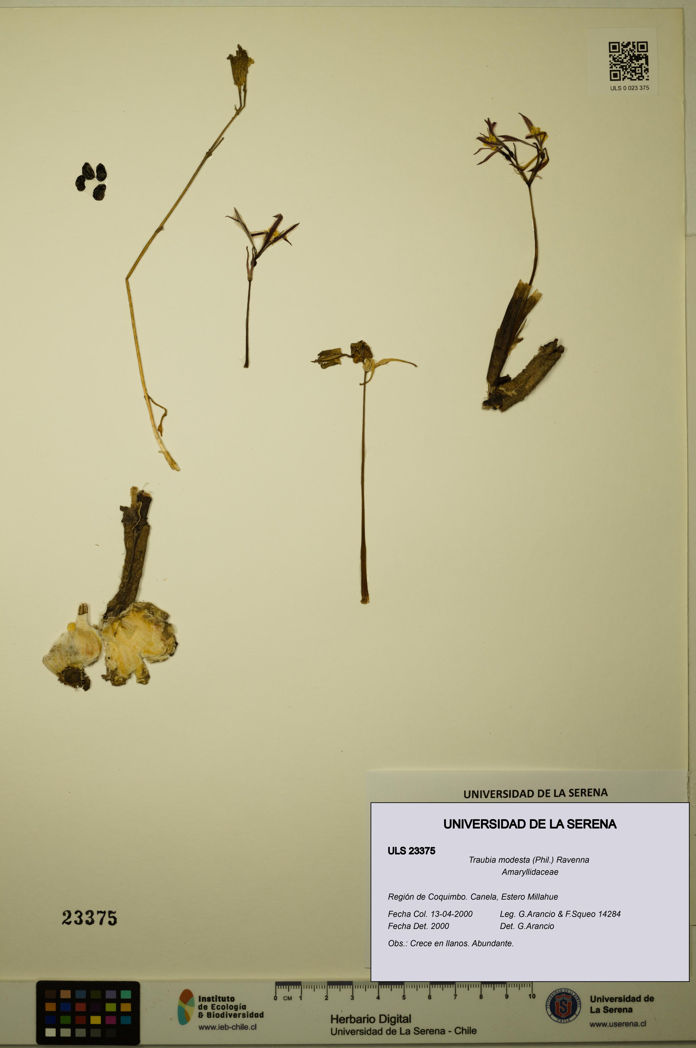 Traubia modesta [Espécimen: ULS:ULS:0023375]