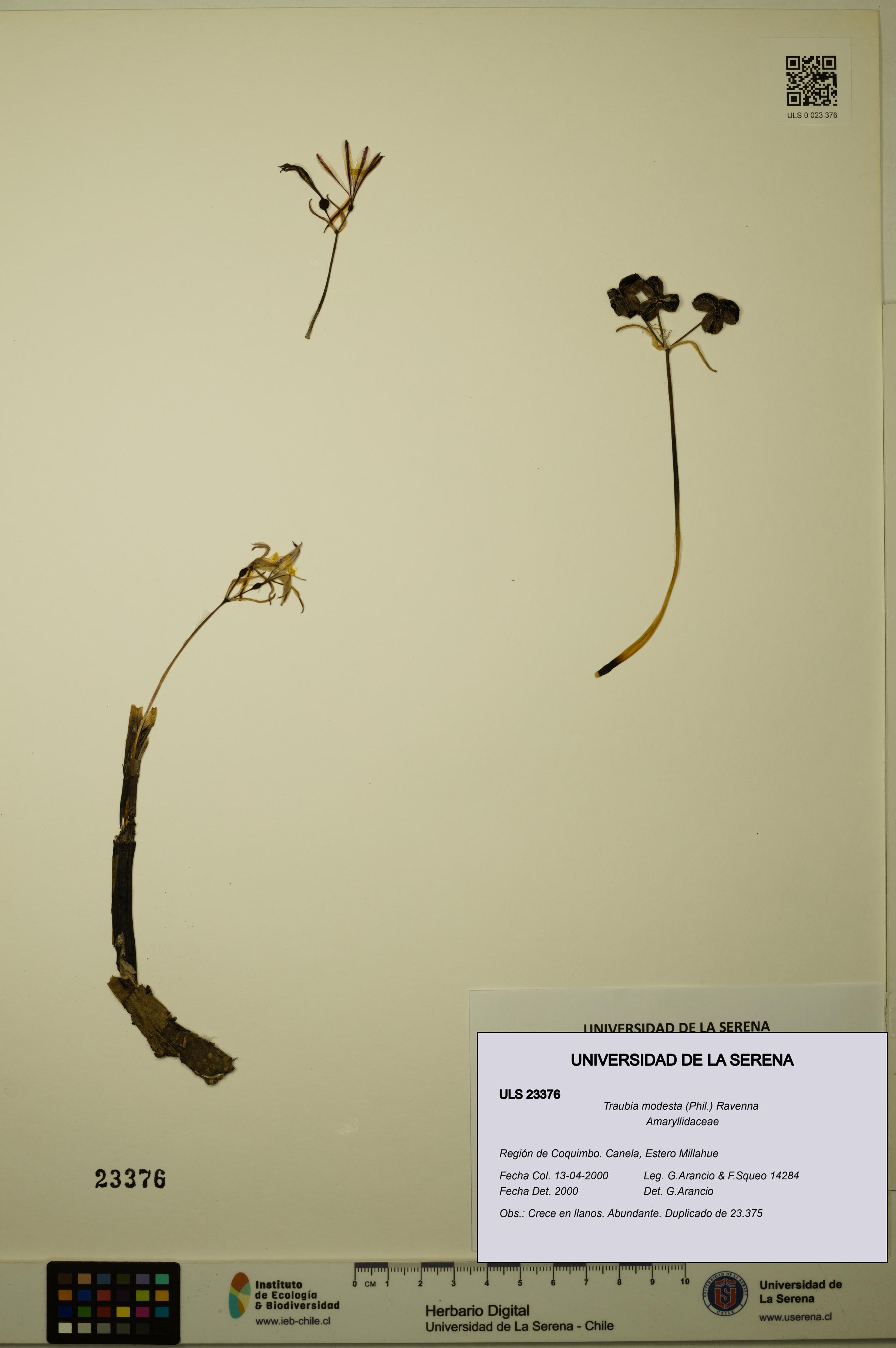 Traubia modesta [Espécimen: ULS:ULS:0023376]