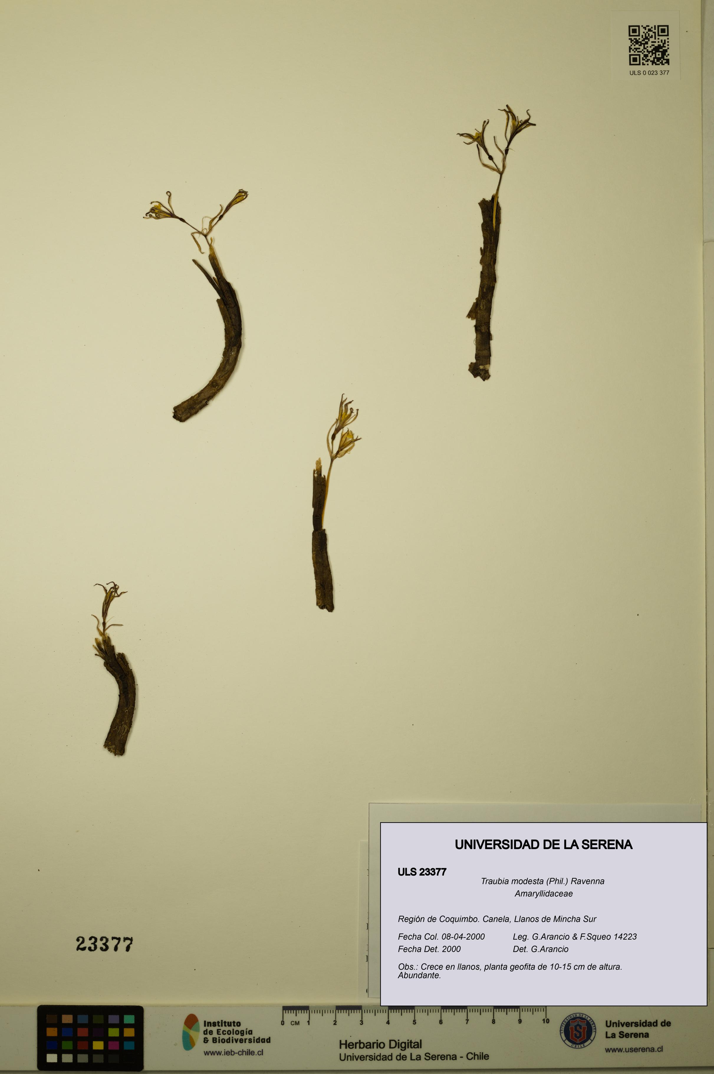 Traubia modesta [Espécimen: ULS:ULS:0023377]