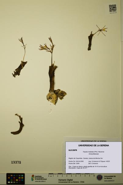 Traubia modesta [Espécimen: ULS:ULS:0023378]