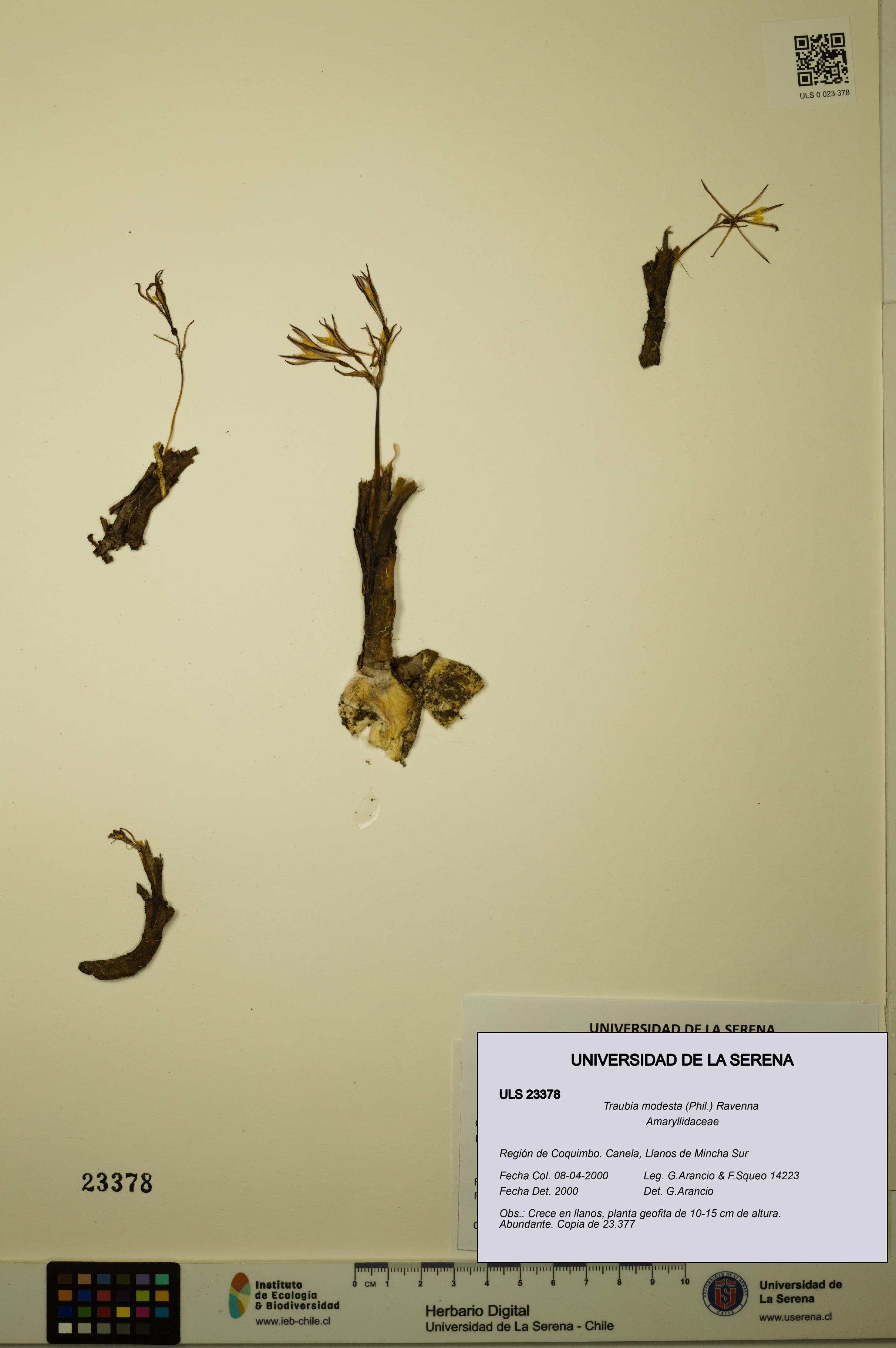 Traubia modesta [Espécimen: ULS:ULS:0023378]