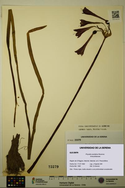 Phycella scarlatina [Espécimen: ULS:ULS:0023379]