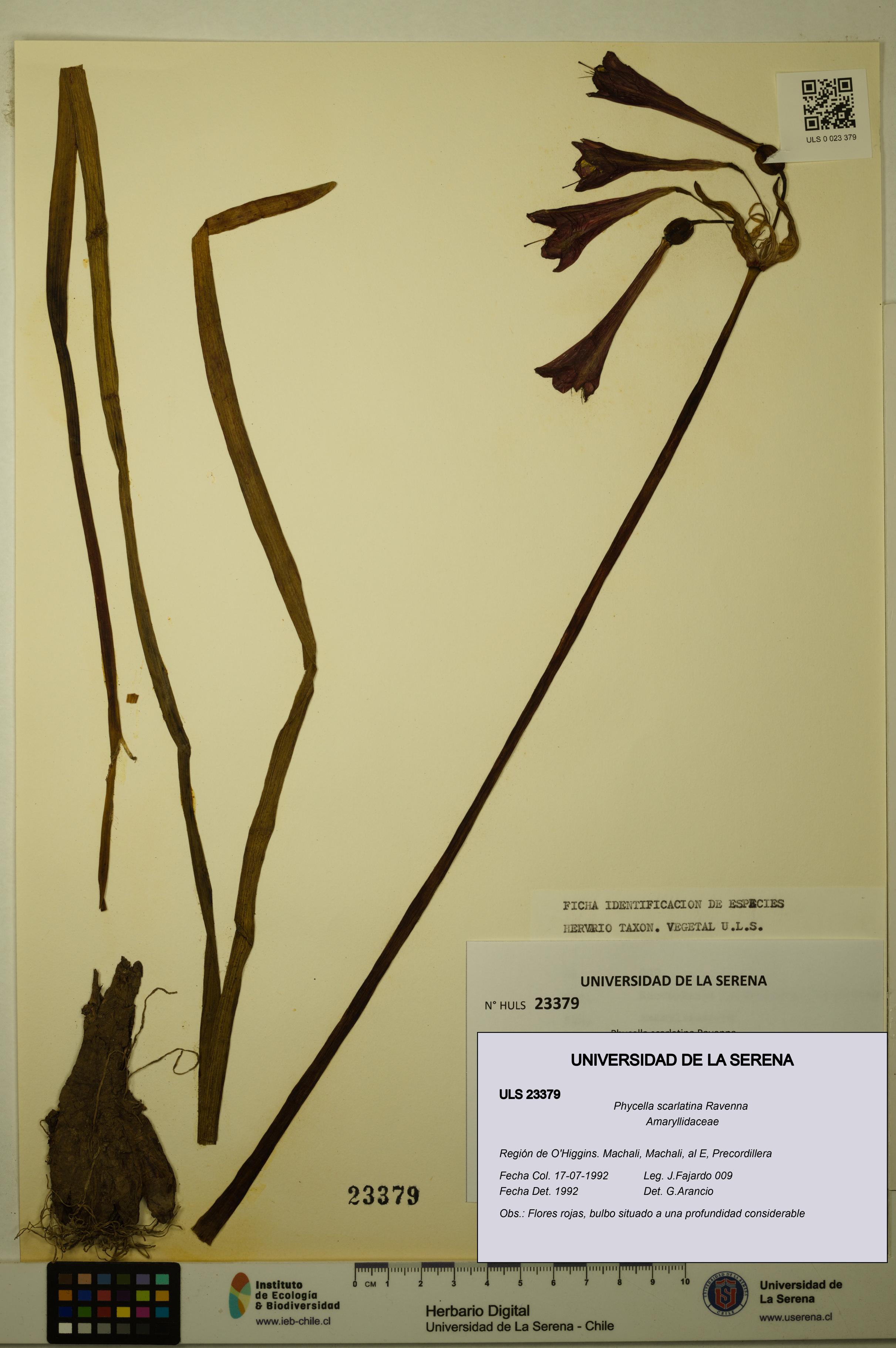 Phycella scarlatina [Espécimen: ULS:ULS:0023379]