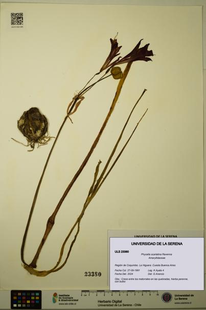 Phycella scarlatina [Espécimen: ULS:ULS:0023380]