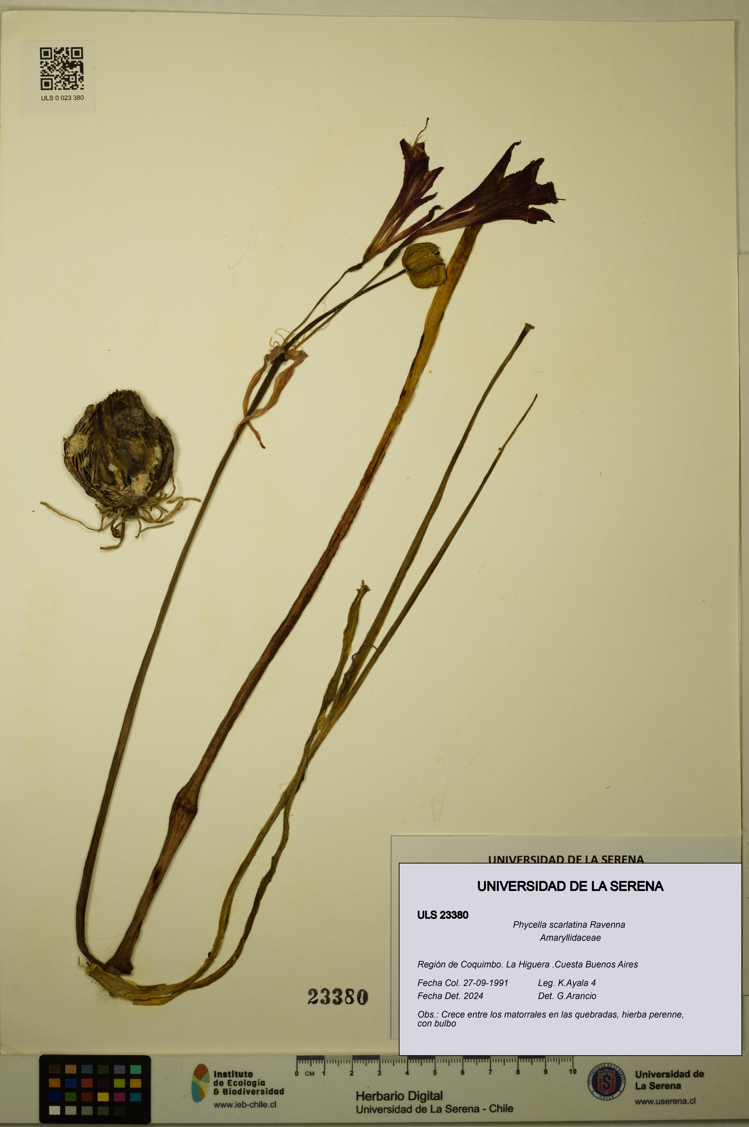 Phycella scarlatina [Espécimen: ULS:ULS:0023380]