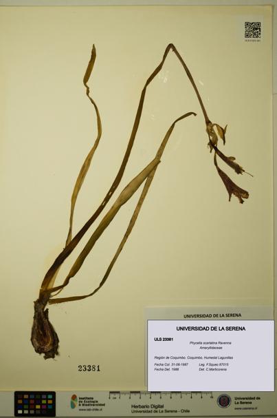Phycella scarlatina [Espécimen: ULS:ULS:0023381]