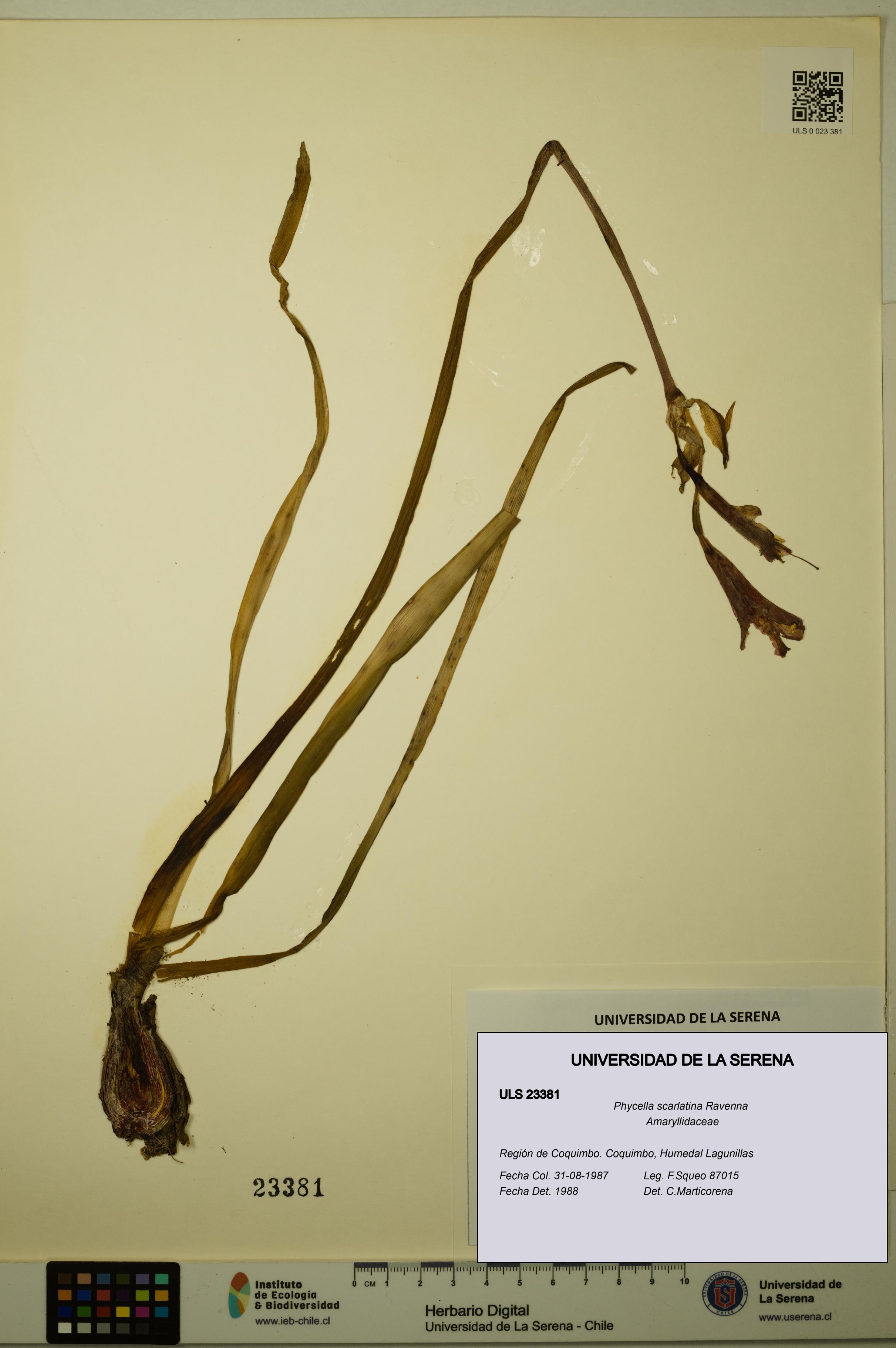 Phycella scarlatina [Espécimen: ULS:ULS:0023381]