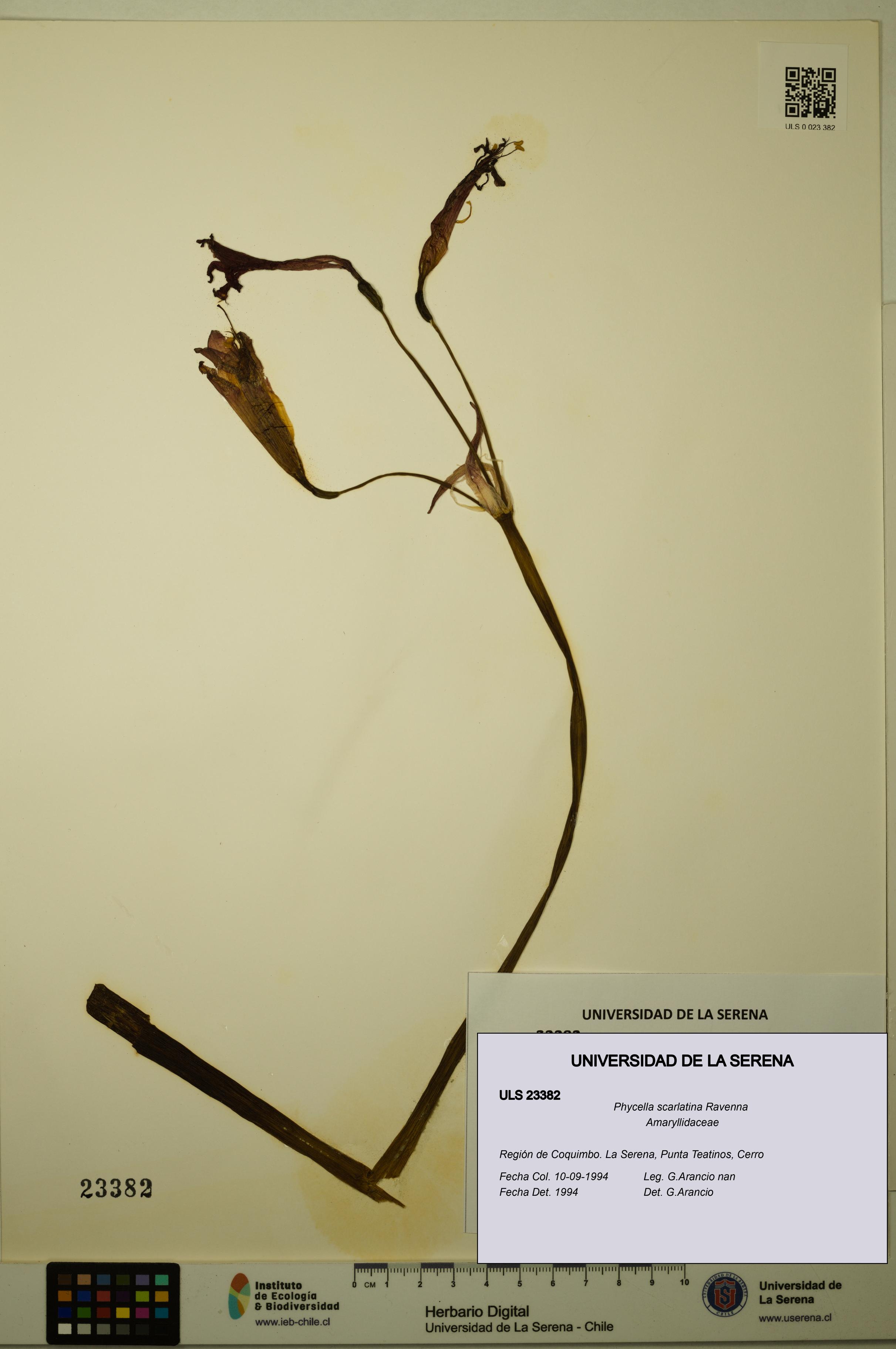 Phycella scarlatina [Espécimen: ULS:ULS:0023382]