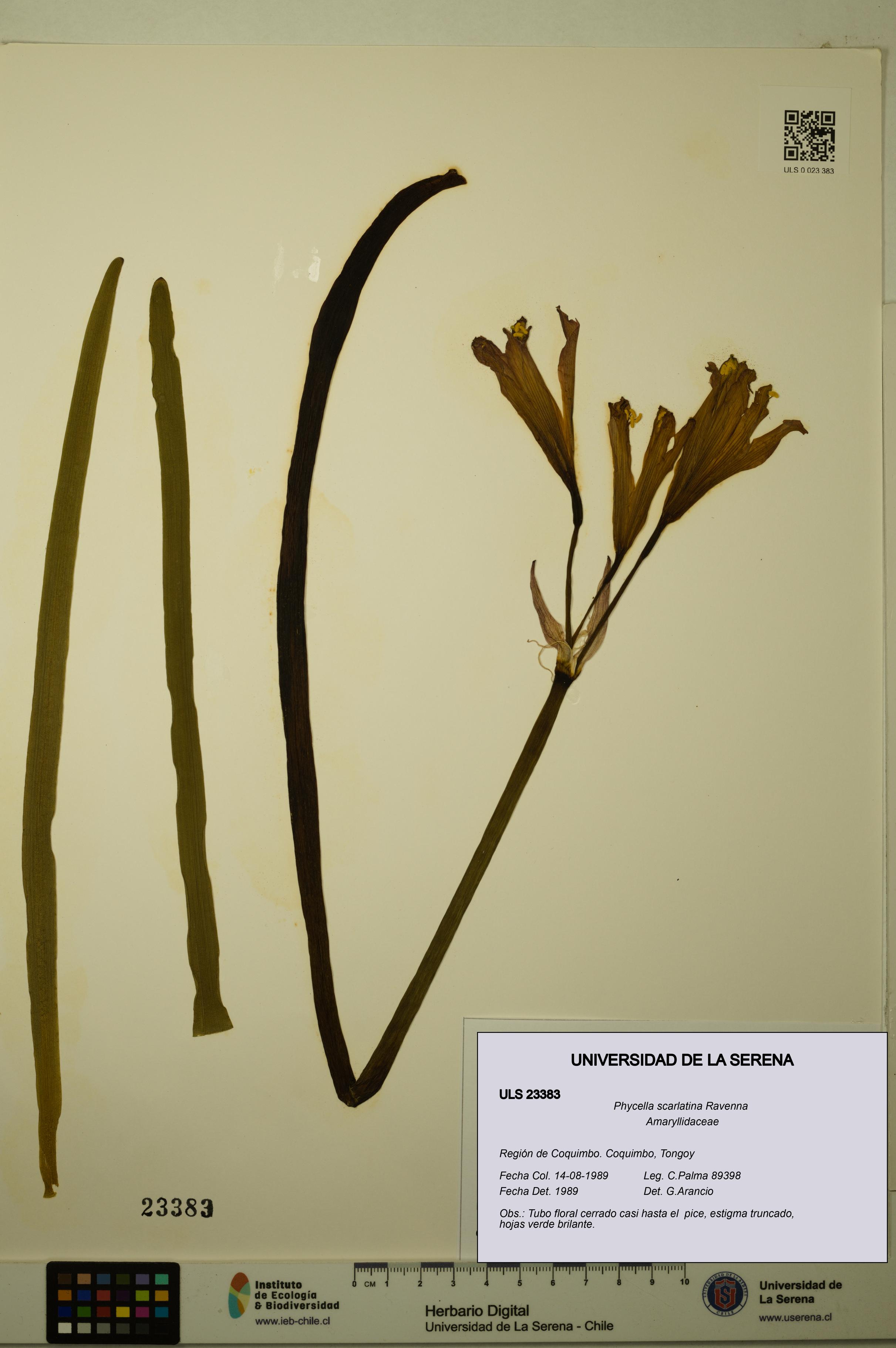 Phycella scarlatina [Espécimen: ULS:ULS:0023383]