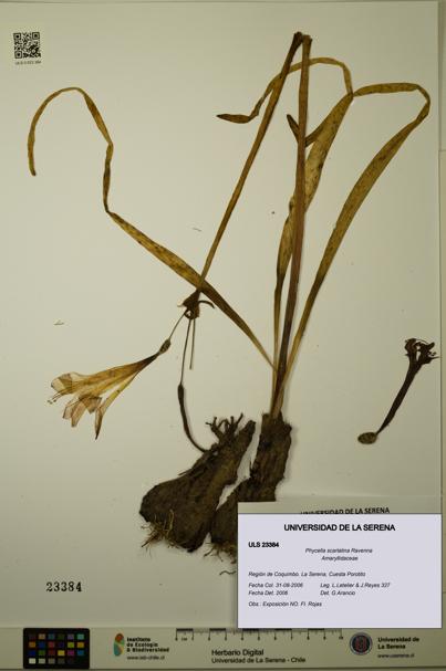 Phycella scarlatina [Espécimen: ULS:ULS:0023384]