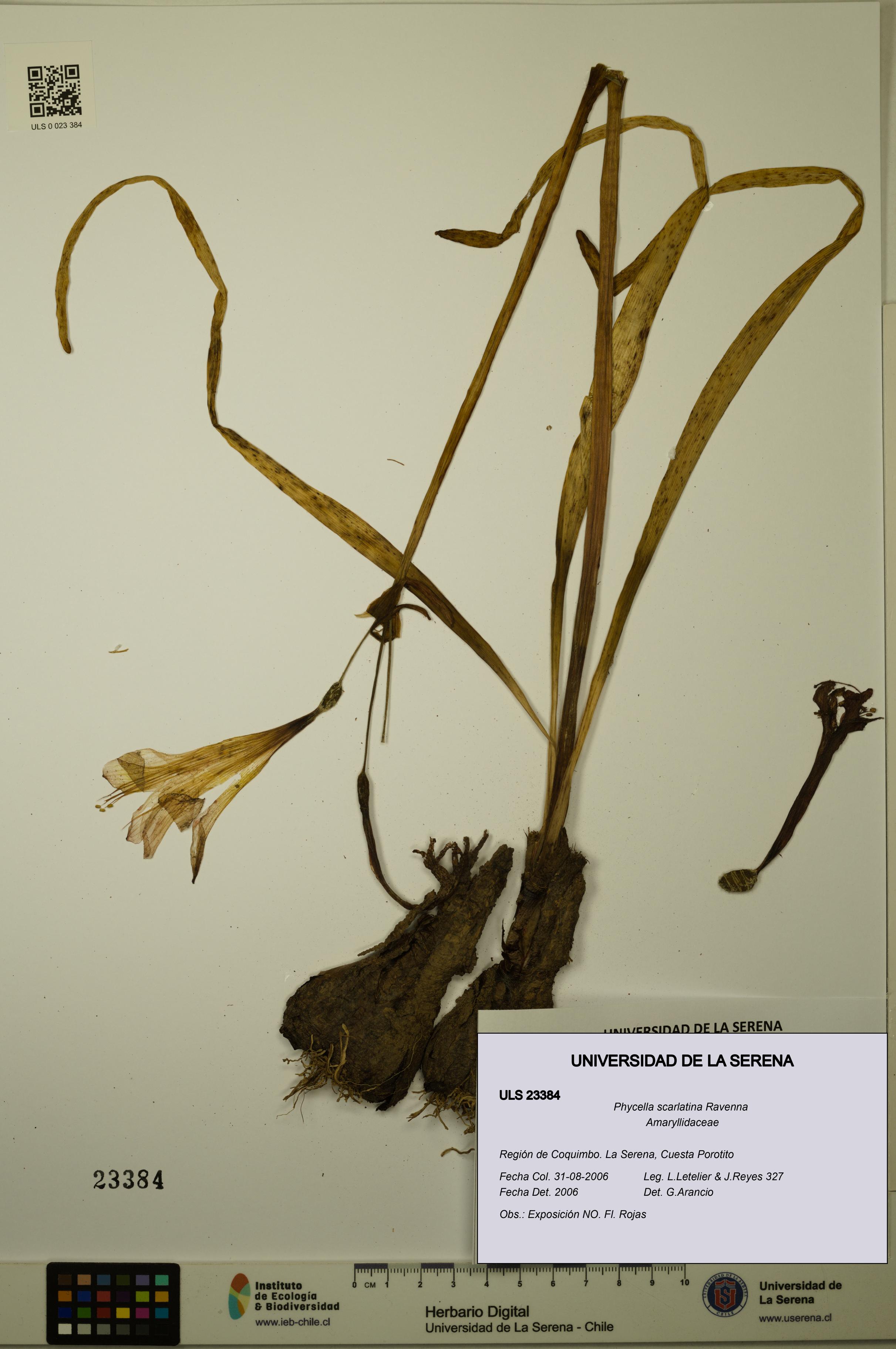 Phycella scarlatina [Espécimen: ULS:ULS:0023384]
