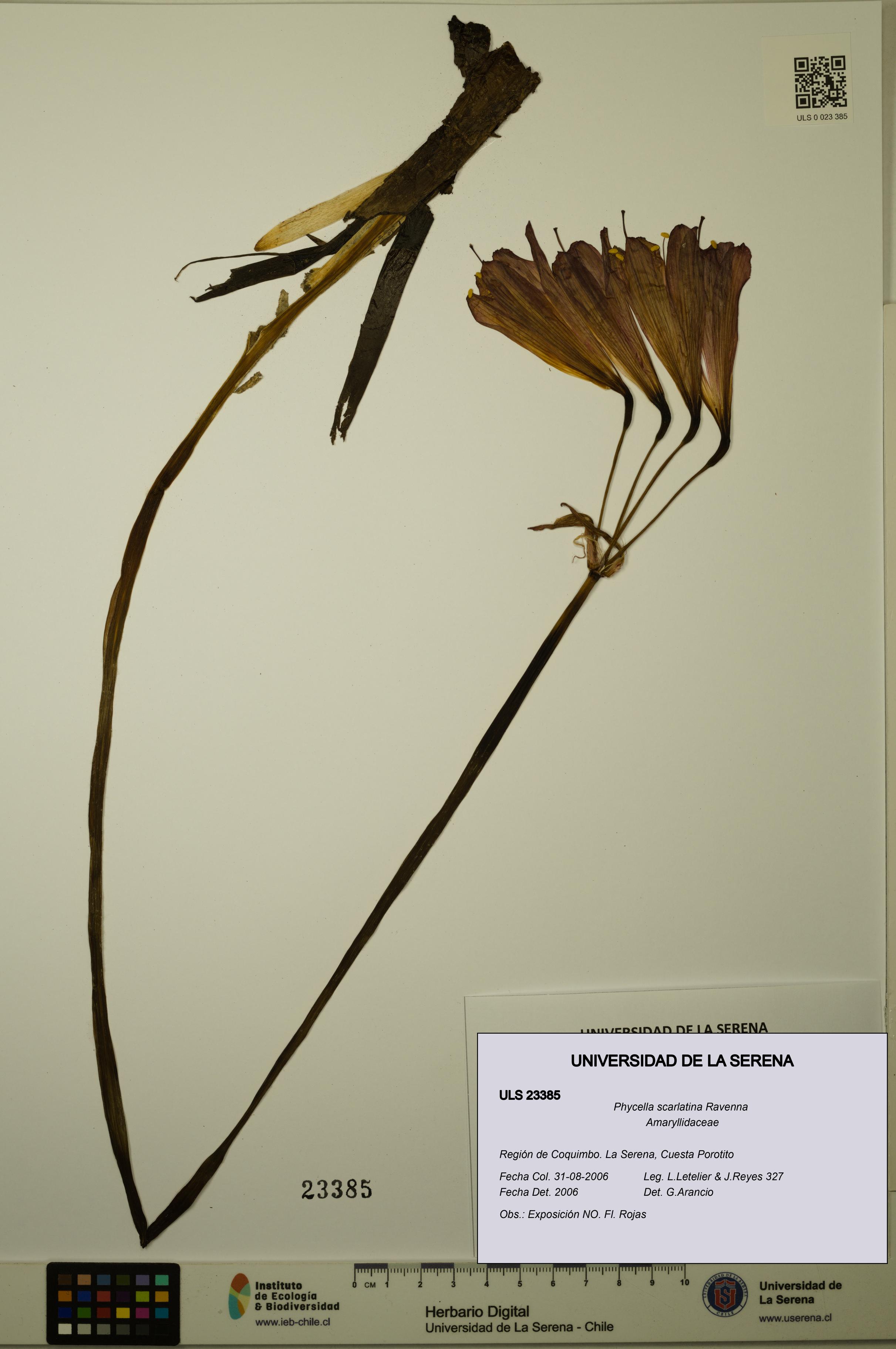 Phycella scarlatina [Espécimen: ULS:ULS:0023385]