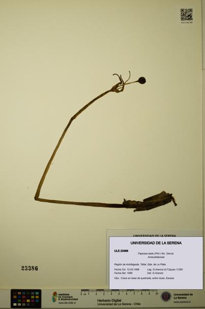 Paposoa laeta [Espécimen: ULS:ULS:0023386]