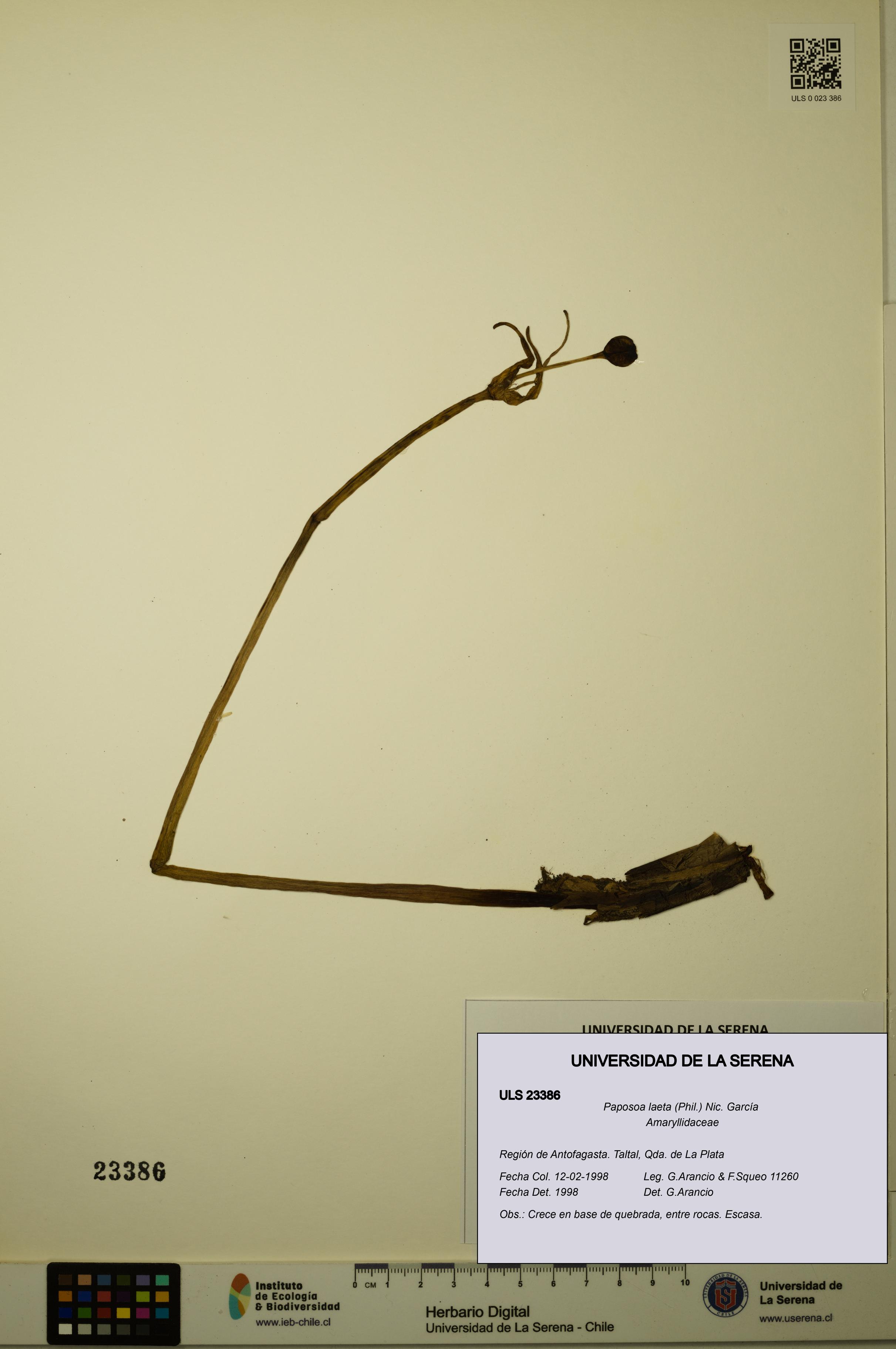 Paposoa laeta [Espécimen: ULS:ULS:0023386]