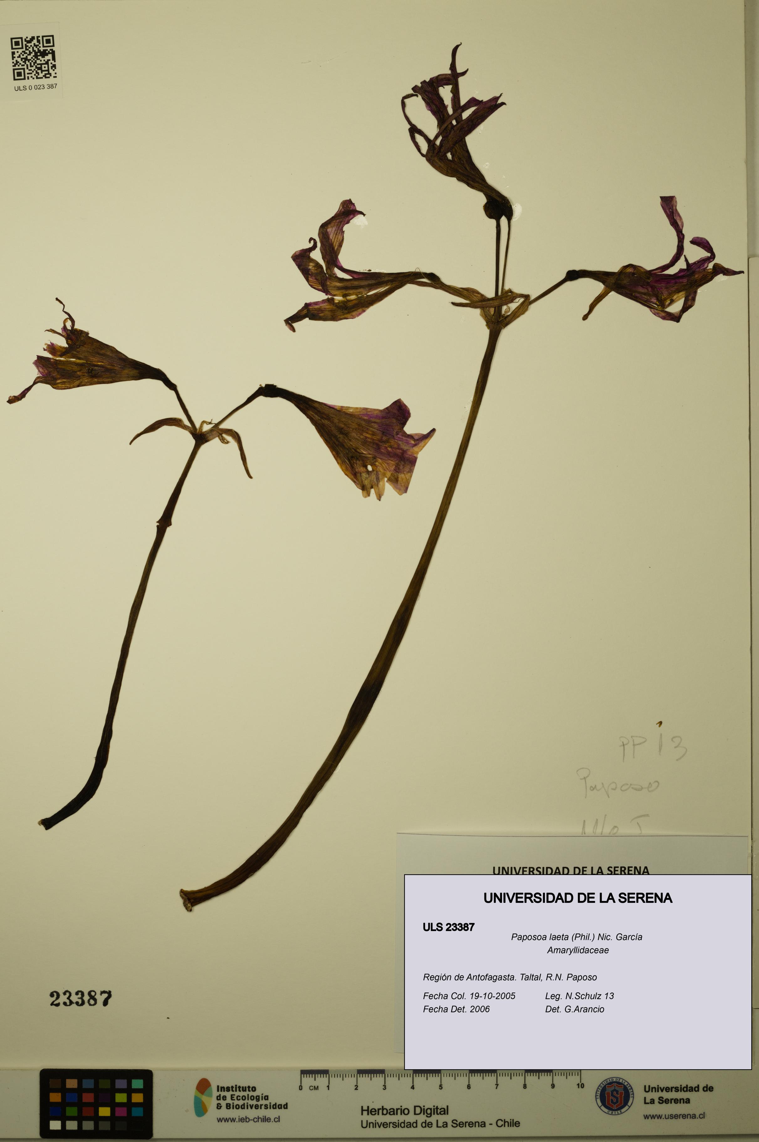 Paposoa laeta [Espécimen: ULS:ULS:0023387]