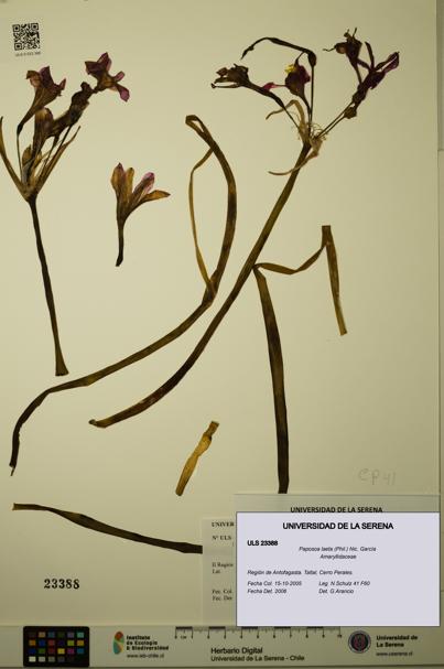 Paposoa laeta [Espécimen: ULS:ULS:0023388]