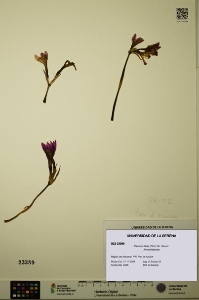 Paposoa laeta [Espécimen: ULS:ULS:0023389]