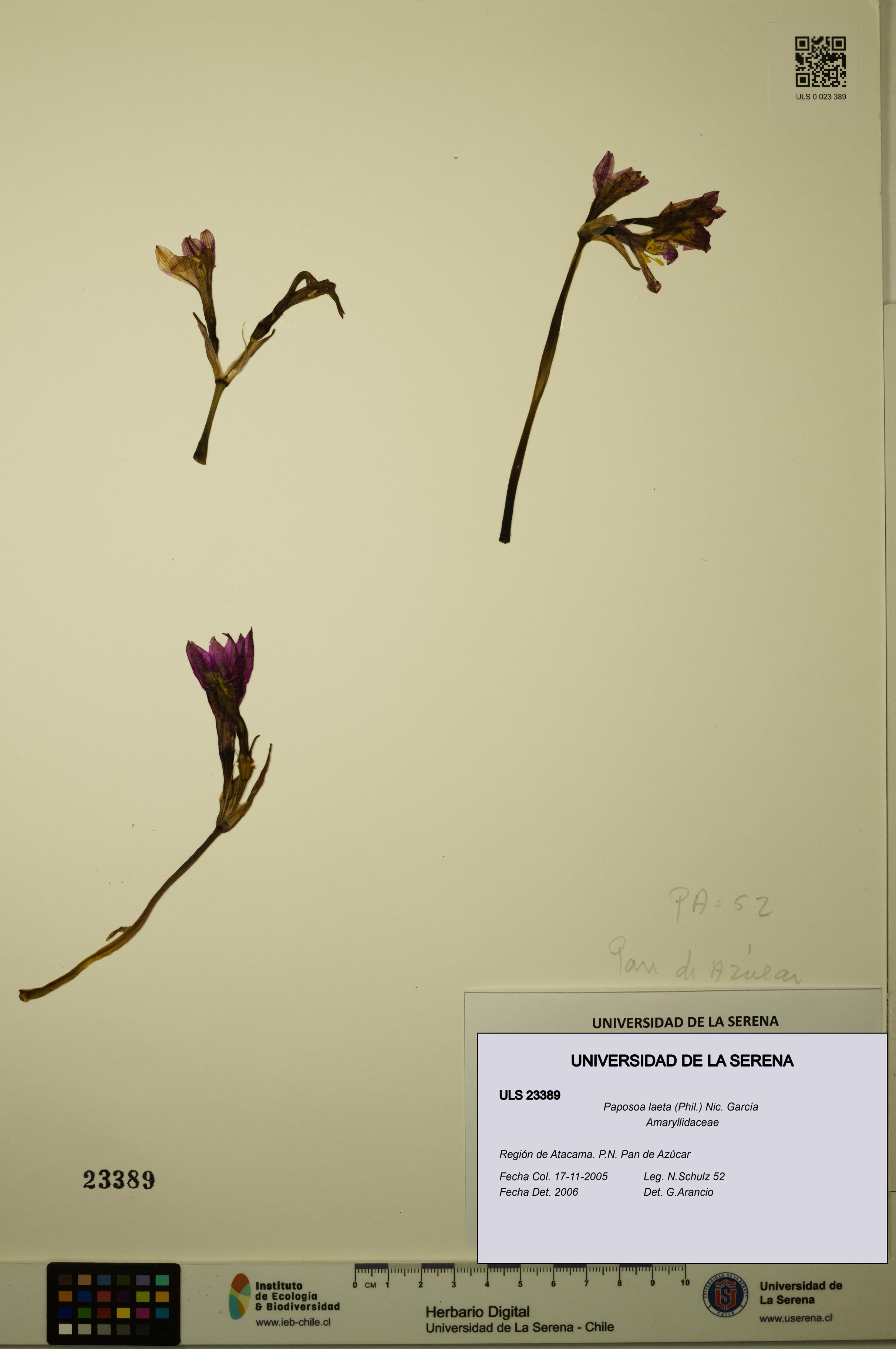 Paposoa laeta [Espécimen: ULS:ULS:0023389]