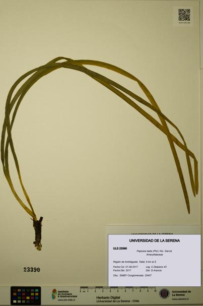 Paposoa laeta [Espécimen: ULS:ULS:0023390]