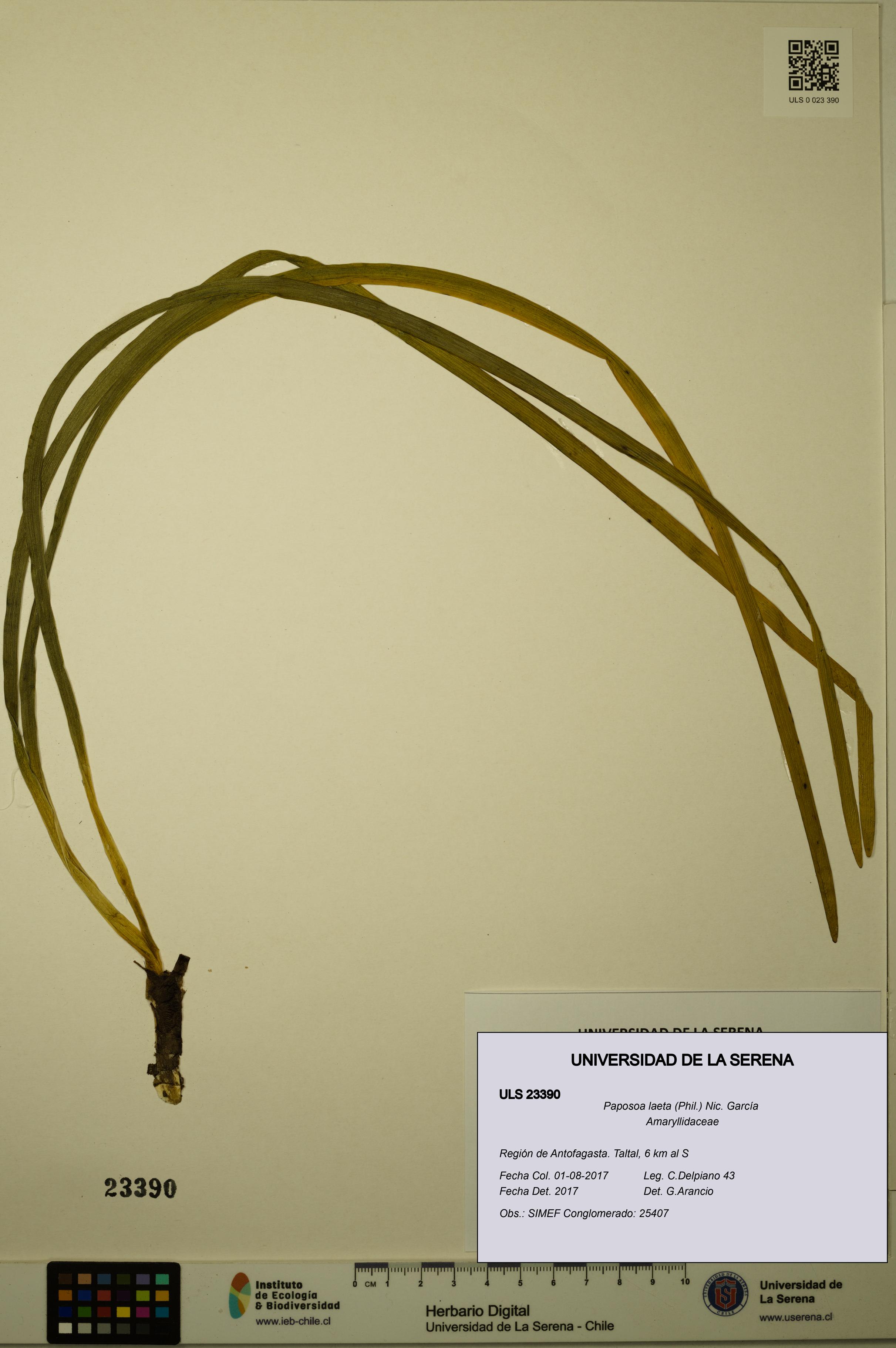 Paposoa laeta [Espécimen: ULS:ULS:0023390]