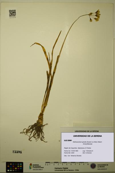 Nothoscordum gracile [Espécimen: ULS:ULS:0023391]