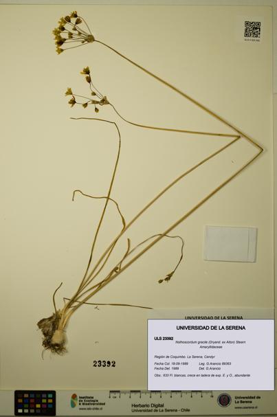 Nothoscordum gracile [Espécimen: ULS:ULS:0023392]