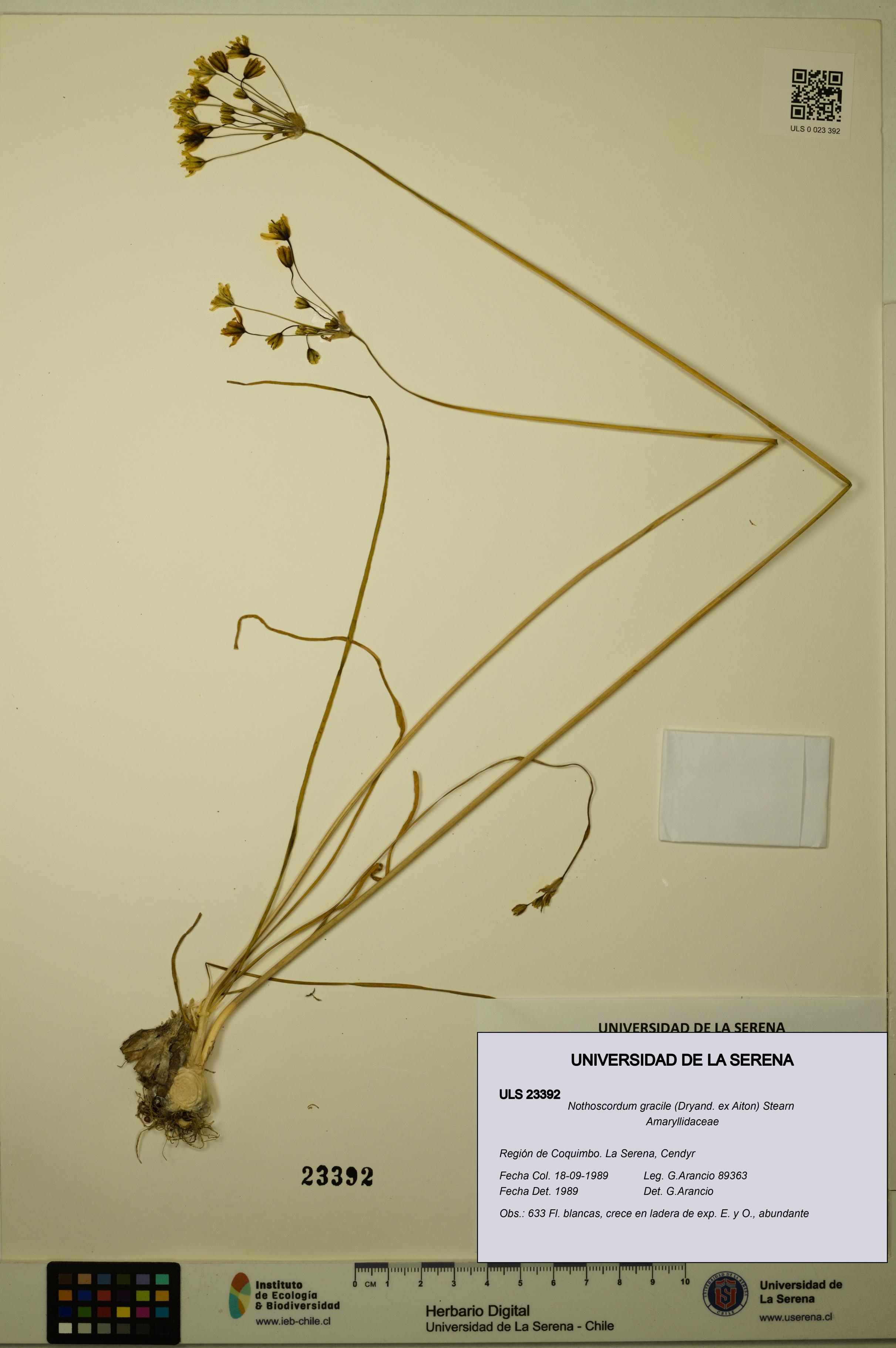 Nothoscordum gracile [Espécimen: ULS:ULS:0023392]