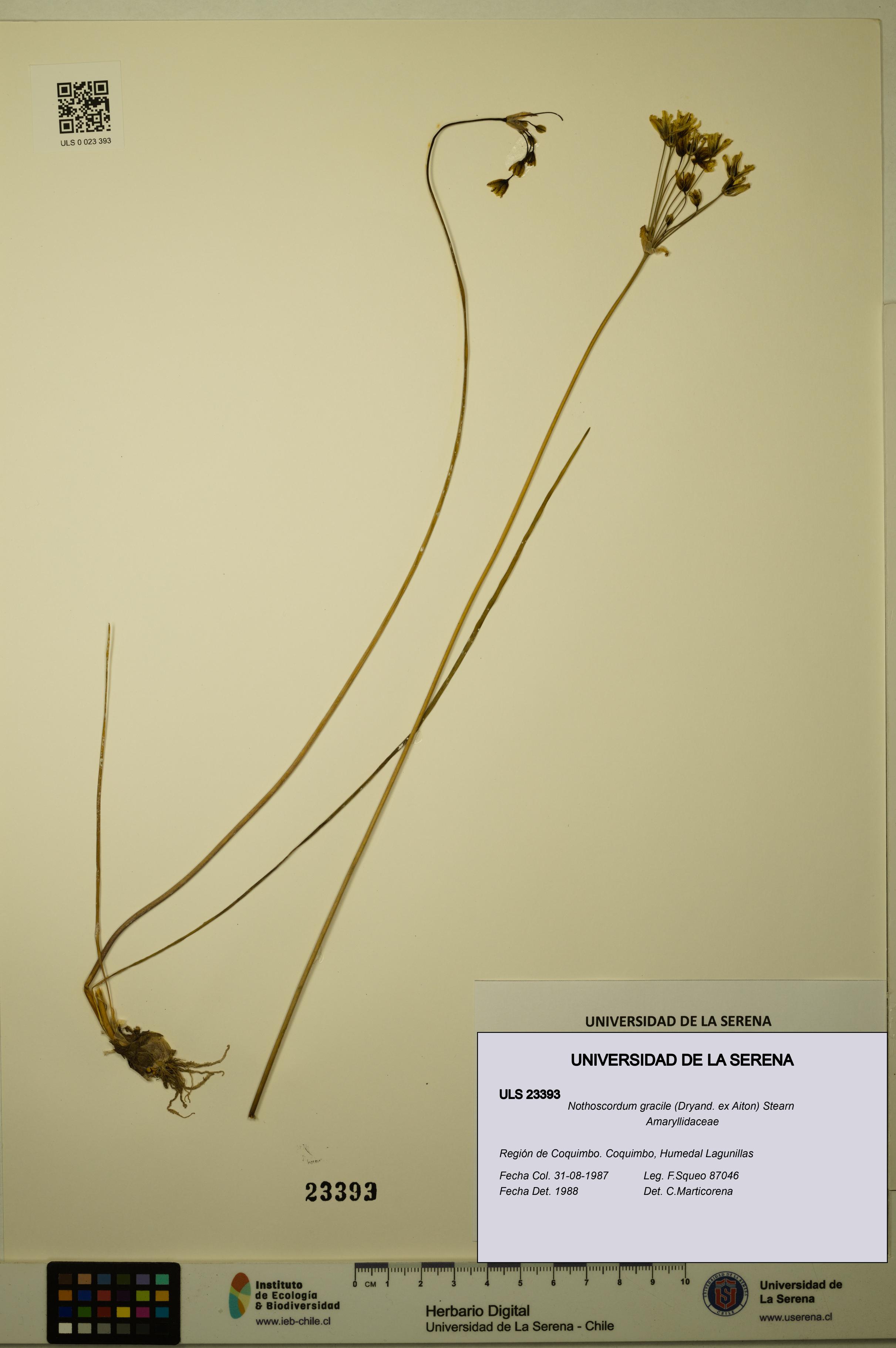 Nothoscordum gracile [Espécimen: ULS:ULS:0023393]