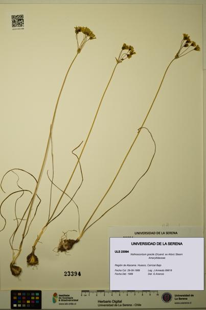 Nothoscordum gracile [Espécimen: ULS:ULS:0023394]