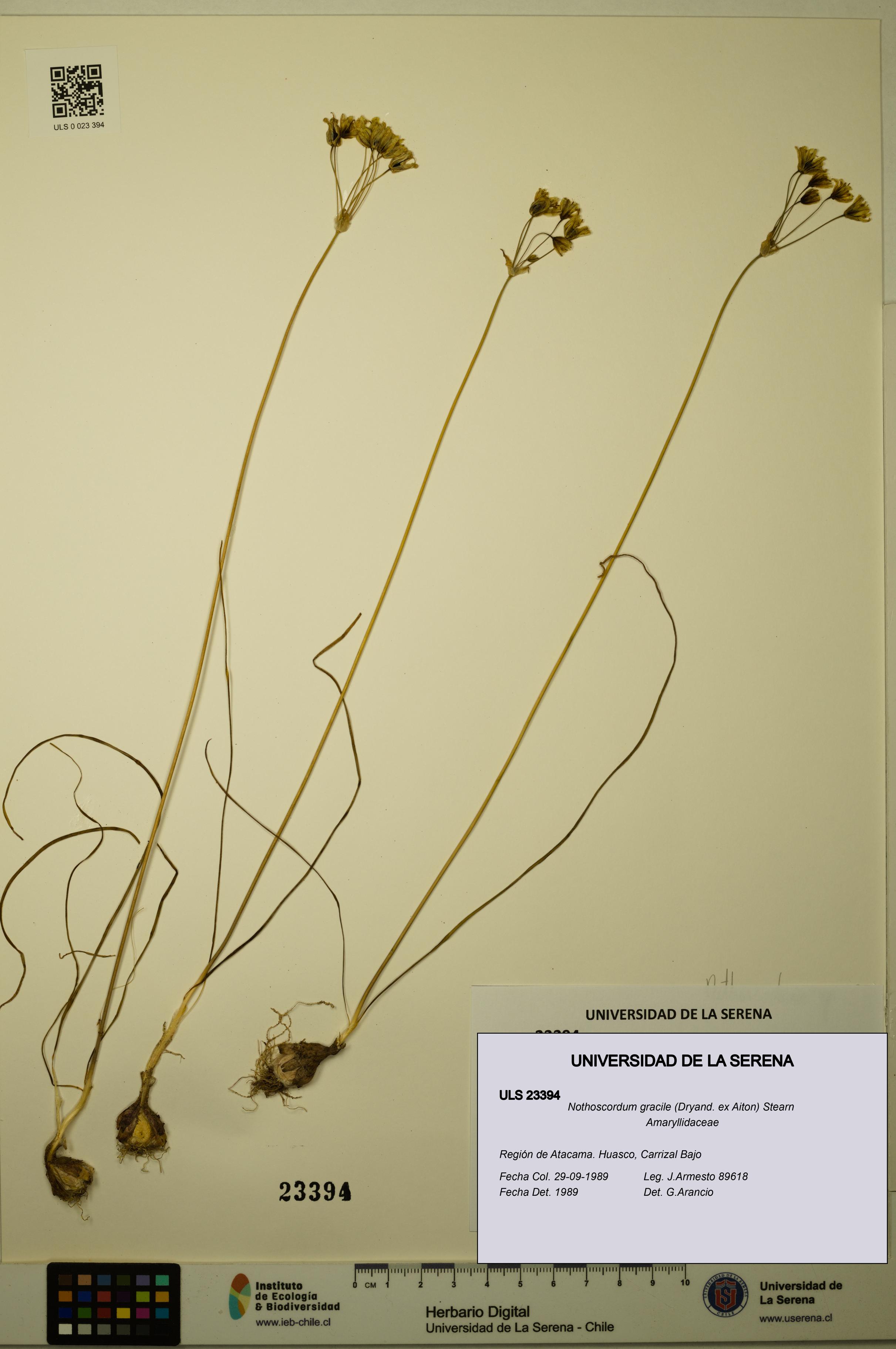 Nothoscordum gracile [Espécimen: ULS:ULS:0023394]