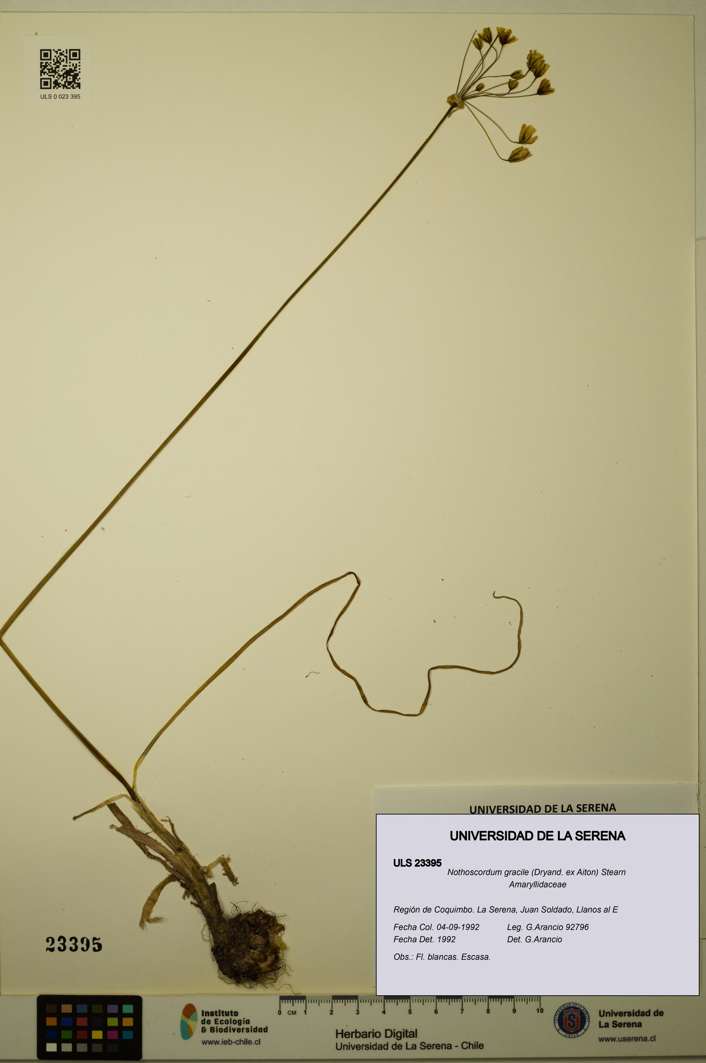 Nothoscordum gracile [Espécimen: ULS:ULS:0023395]