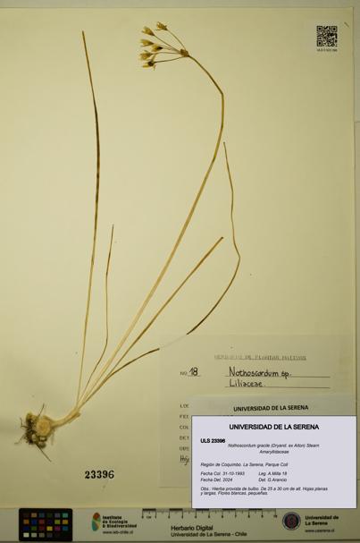 Nothoscordum gracile [Espécimen: ULS:ULS:0023396]